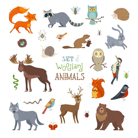 Vector set of woodland animals made in cartoon style. Cute animals isolated on white background. Moose, bear, fox, wolf, deer, owl, hare, squirrel, raccoon, hedgehog and other mammals and birds.のイラスト素材