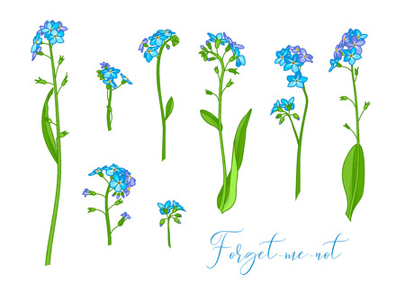 Vector illustration of woodland flower isolated on white background. Some variations.のイラスト素材