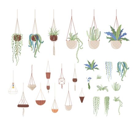 Domestic plants and hanging pots flat vector illustrations set. Clay flowerpots on ropes, interior design elements pack. Greenery, domestic flowers, houseplants collection isolated on white backgroundのイラスト素材