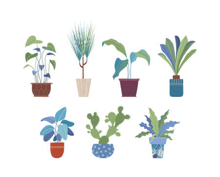 Domestic flowers in pots flat vector illustrations set. Ceramic pots with houseplants, interior design elements pack. Room greenery, home flowers collection isolated on white backgroundのイラスト素材
