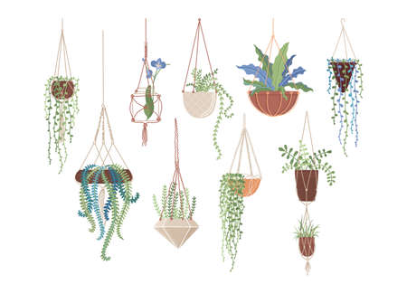 Houseplants in hanging pots flat vector illustrations setのイラスト素材