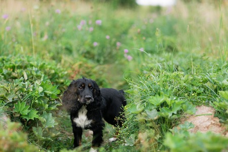 Black Dog Spaniel on a green grass lawnの写真素材