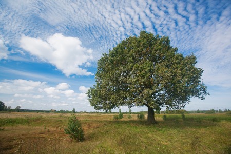 September beginning of autumn . Autumn landscape with grenn oak tree in the field. nature - in sunny . Picturesque view of in sunlight.の写真素材