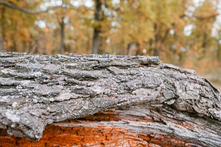 Old rough wood texture. Wooden texture. Wooden background. Tree texture. Tree background. Crack tree texture. Old tree texture. Old tree background. Exotic tree texture. Nature texture background.の写真素材