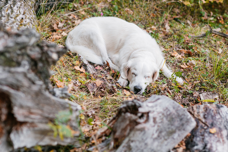 Autumn portrait of white groun-up retriever sleeping in yellow leaves