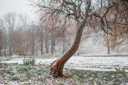 First snow in the city. Snow-covered streets. Autumn cityscape. green leaves in the snow
