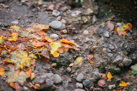 orange and yelow leaf autumn leaf lying on the streetの写真素材