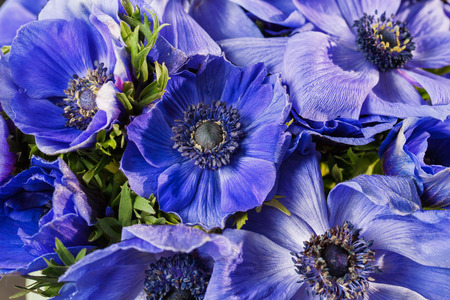 Closeup of a blue and magenta gradient poppies anemones. Many flowers - great background.の写真素材