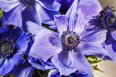 Closeup of a blue and magenta gradient poppies anemones. Many flowers - great background.の写真素材