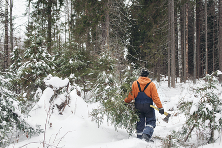 A man with an ax in the hands of carries a Christmas tree in the winter forest