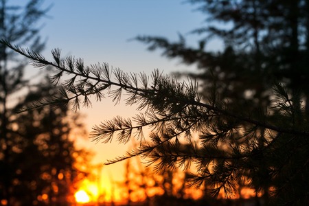 silhouette of branches of spruce on sunset close