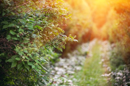 natural green background with selective focus. copy space for text.の写真素材