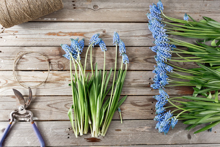 Muscari flowers on wooden background. old rustic table, a coil of twine and garden ozhnitsy. top viewの写真素材