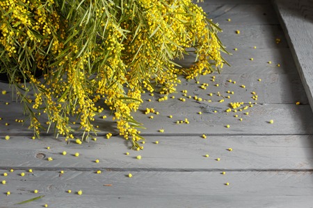 Mimosa flowers on gray wooden background. old wooden table. Copy space for textの写真素材