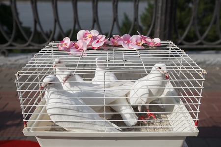 white dove, wedding dove dove in a cageの写真素材