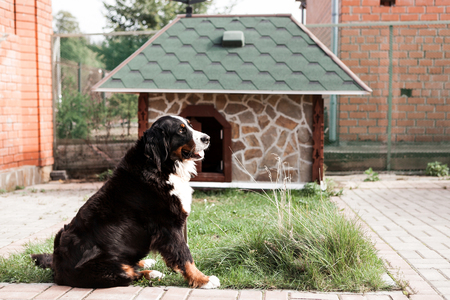 on the background of his home. c Purebred adult dog outdoors in the nature on a sunny day during late spring and early summer.の写真素材