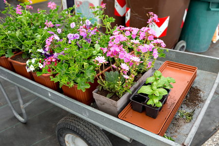 Cart full of flowers in a garden shop or Park. potted plants for planting in open groundの写真素材
