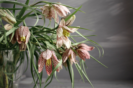 Fritillaria in vase on the worn gray surface.の写真素材