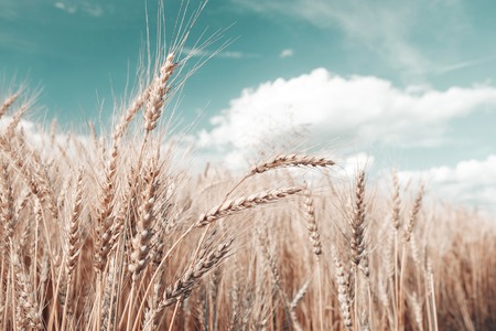 Gold wheat field and blue sky. Ripe grain harvest timeの写真素材