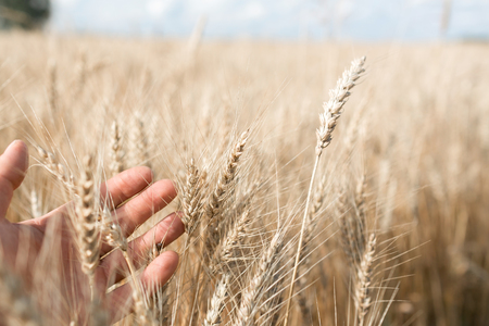 Wheat sprouts in a farmers hand.Farmer Walking Through Field Checking Wheat Cropの写真素材