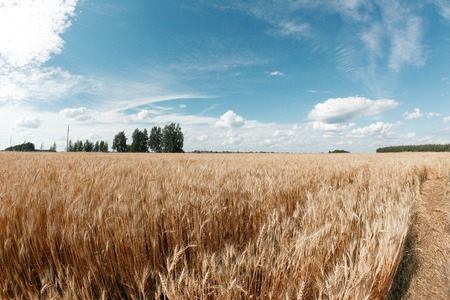 Gold wheat field and blue sky. Ripe grain harvest timeの写真素材