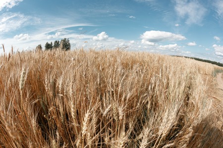 Gold wheat field and blue sky. Ripe grain harvest timeの写真素材