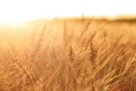 Wheat field. Ears of golden wheat close up. Rural Scenery under Shining sunset. close-up selective focusの写真素材