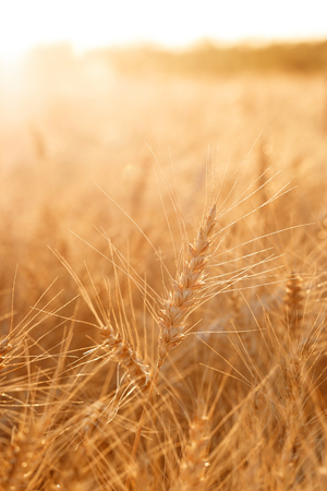 Wheat field. Ears of golden wheat close up. Rural Scenery under Shining sunset. close-upの写真素材