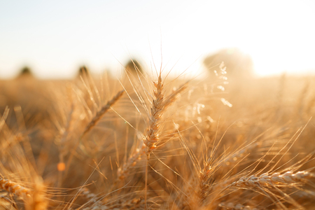 Wheat field. Ears of golden wheat close up. Rural Scenery under Shining sunset. close-up ....