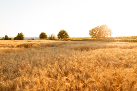 Gold wheat field and sunset sky. Ripe grain harvest time. Summer augustの写真素材