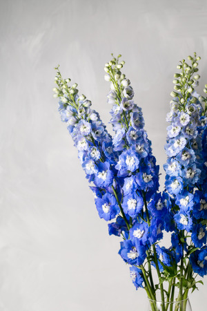 Blue delphinium flower with green leaves on light gray backgroundの写真素材