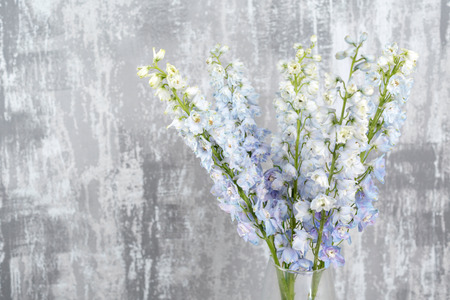 Blue delphinium flower with green leaves on light gray background. copy spaeの写真素材