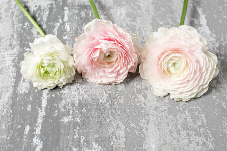 pink ranunculus lying on table. Rustic background with copy space. Close up Persian buttercup flower
