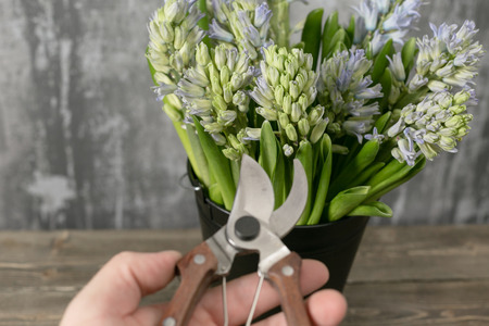Still life flower hyacinth. Bulbous plant, which grows in the garden area and in the homeの写真素材