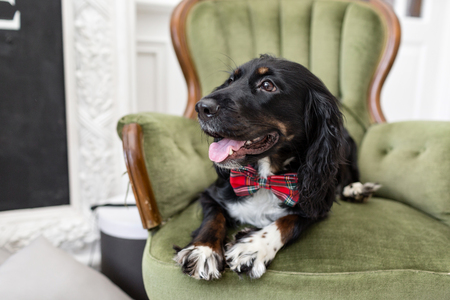 Dog spaniel in a red bow tie in the interior of the light room. Pet is three years old sitting on a chair. Red checkered necktie. best and faithful friendの写真素材