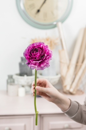 Delicate female hands holding a purple ranunculus flower. Pink chest of drawers in the background. Flower shop, a family business.の写真素材