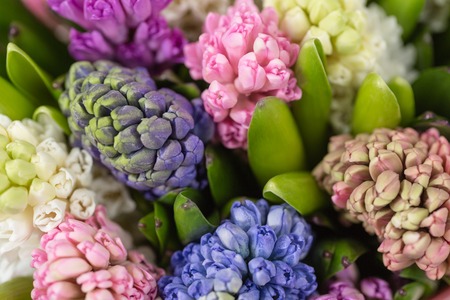 hyacinth closeup. Flower shop concept. Mixed color. Fresh spring flowers in refrigerator room for flowers. Bouquets on shelf, florist business.の写真素材