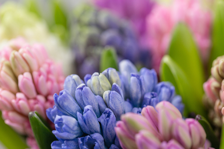 hyacinth closeup. Flower shop concept. Mixed color. Fresh spring flowers in refrigerator room for flowers. Bouquets on shelf, florist business.の写真素材