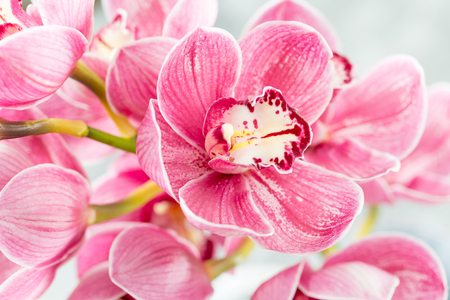 Pink orchid flower on light background. Light pastel poster with orchids phalaenopsisの写真素材