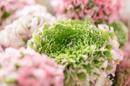 Persian buttercup. lace with many petals. Bunch pale pink and green ranunculus flowers light...
