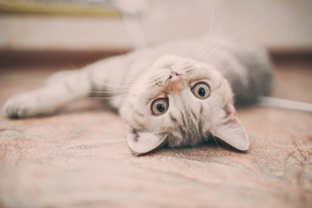pets, close up of unhappy angry scottish fold kitten on home backgroundの写真素材