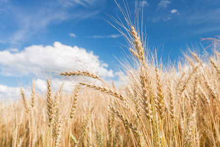 Ripe harvest, agricultural land. Gold wheat field and blue sky. Summer day, rural countryside.の写真素材