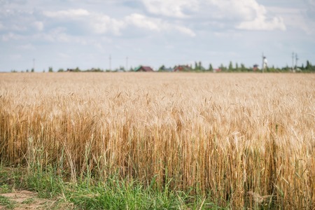 Gold Wheat field panorama with tree at summer day, rural countryside. Sunny and blue skyの写真素材