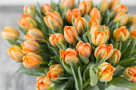 Tulips of orange color. Big buds of multicoloured tulips. Floral natural backdrop. Bicolour tulips filled picture. Unusual flowers, unlike the others. Shallow focus.の写真素材