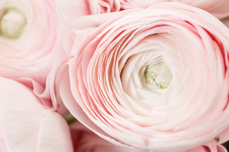 Persian buttercup. Bunch pale pink ranunculus flowers light background. Wallpaper, Horizontal photoの写真素材