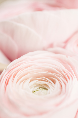 many layered petals. Persian buttercup. Bunch pale pink ranunculus flowers light background. Wallpaper, Vertical photoの写真素材