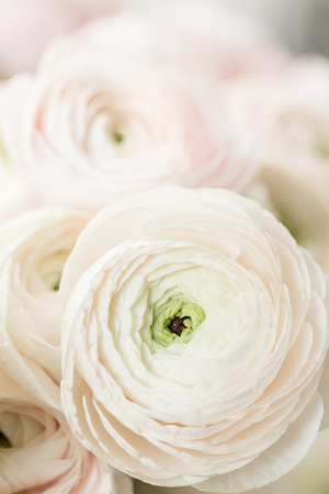 many layered petals. Persian buttercup. Bunch pale pink ranunculus flowers light background. Wallpaper, Vertical photoの写真素材