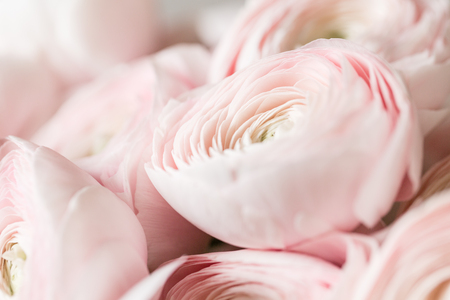 many layered petals. Persian buttercup. Bunch pale pink ranunculus flowers light background....