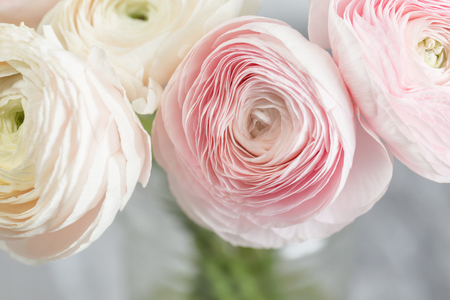 many layered petals. Persian buttercup. Bunch pale pink ranunculus flowers light background. Wallpaper, Horizontal photoの写真素材