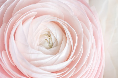 many layered petals. Persian buttercup. Bunch pale pink ranunculus flowers light background. Wallpaper, Horizontal photoの写真素材